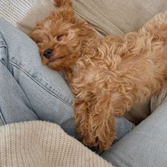 a small brown dog laying on top of a person's legs