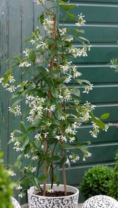 a potted plant with white flowers in it sitting on a table next to other plants