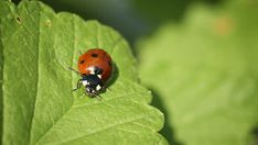 a lady bug sitting on top of a green leaf