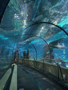 an aquarium filled with lots of different types of animals and people looking at the fish