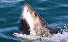 a great white shark with it's mouth open in the water