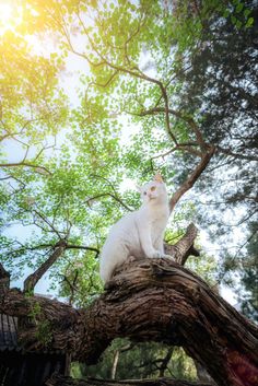 a white cat sitting on top of a tree branch