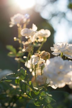 some white flowers are in the sunlight