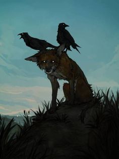 two black crows sitting on top of a red fox