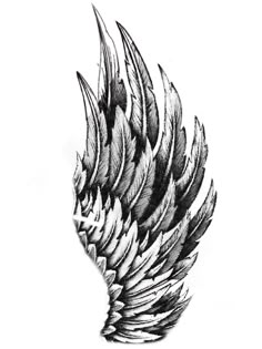 a black and white drawing of a wing