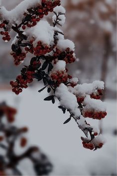 snow covered branches with red berries in the foreground