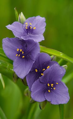 two purple flowers with yellow stamens on them