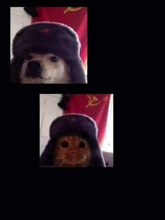 two pictures of a dog wearing a hat and coat with the caption's name on it