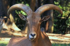 an animal that is standing in the grass with long horns on it's head