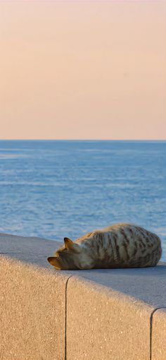 a cat laying on the edge of a concrete wall next to the ocean with it's eyes closed