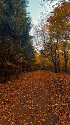 a dirt road surrounded by lots of trees with leaves on the ground in front of it