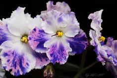 purple and white flowers with yellow stamens