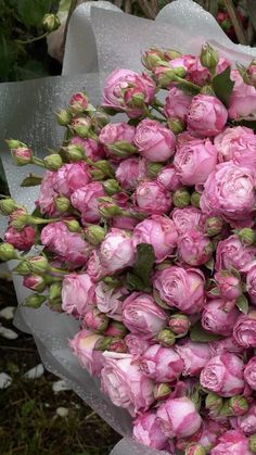 a bouquet of pink roses is wrapped in white paper