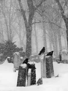 a black and white photo of a cemetery in the snow with two crows sitting on tombstones