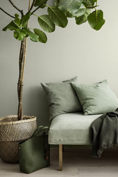 a green plant sitting on top of a wooden floor next to a white couch and pillows