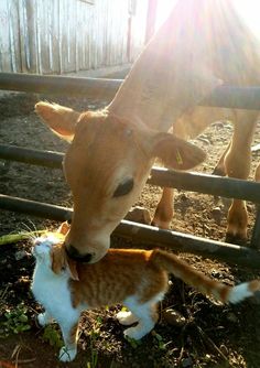 a cat and cow standing in the dirt near a metal fence with sunlight shining on them