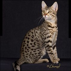 a cat sitting on the ground looking up