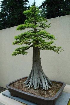 a bonsai tree sitting on top of a wooden table next to a white wall