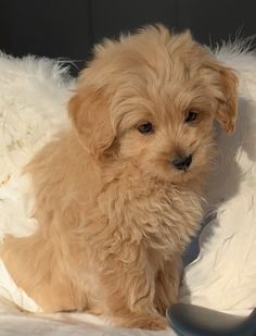 a small brown dog sitting on top of a white blanket next to a blue shoe