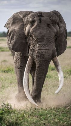 an elephant with tusks is walking through the grass and dust in its mouth