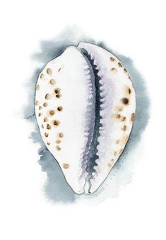 a watercolor painting of a seashell on a white background with black dots and brown spots