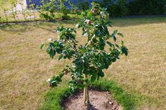 a small apple tree in the middle of a patch of dirt with grass and bushes behind it