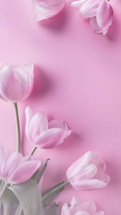 pink tulips and other flowers on a pink background