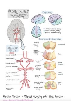 diagram of the human body and its major functions, including blood supply to the brain