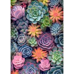 many different colored succulents are arranged in the shape of a wallpaper