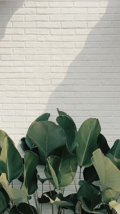 a white brick wall with lots of green leaves