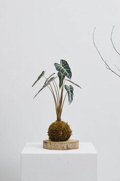 a potted plant sitting on top of a white block