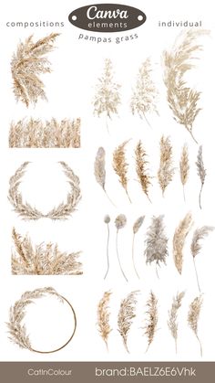 an image of various plants and their names