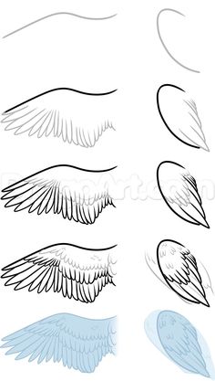 an image of different types of wings on a white background stock photo, images and royalty