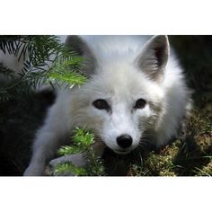 an image of a white fox laying in the grass