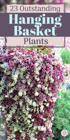 hanging basket plants with text overlay that reads, 23 outstanding hanging baskets and plants