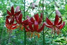 red flowers blooming in the middle of a forest with lots of green trees behind them