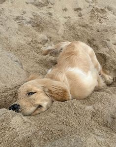 a dog is laying in the sand at the beach