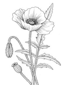 813 × 1003 Coquelicots Poppy Coloring Page, Trolls Poppy, Poppy Drawing, Popular Flowers, Pola Sulam