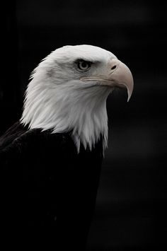 an eagle is standing in the dark with its head turned to the side and it's eyes wide open