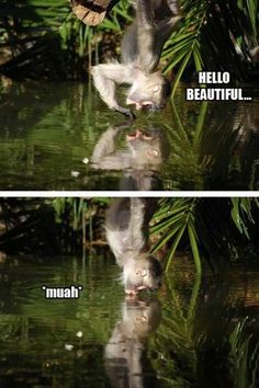 two pictures of monkeys in water with caption that reads, hello beautiful