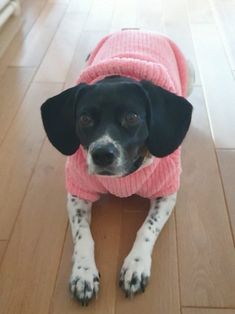 a black and white dog wearing a pink sweater sitting on the floor in front of a wooden floor