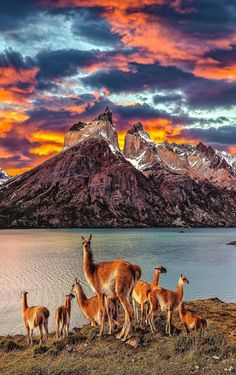 a group of llamas standing in front of a lake with mountains in the background