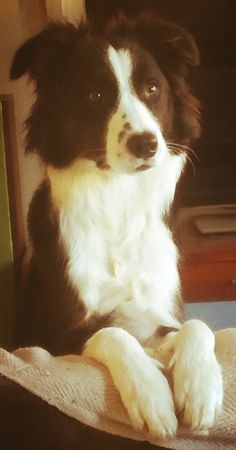 a black and white dog sitting on top of a bed