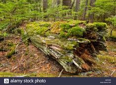 an old tree stump in the middle of a forest with moss growing on it's sides