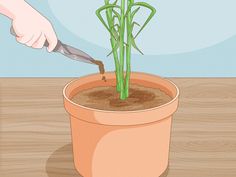 a potted plant with green stems being cut by a person using scissors to trim it