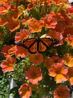 a monarch butterfly sitting on top of orange flowers