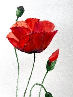 two red flowers on a white background painted with watercolors and ink, one flower is in the foreground