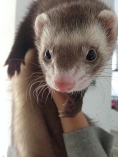 a ferret is being held by someone's arm