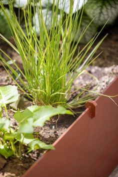 some green plants are growing out of a red planter in the dirt and on the ground