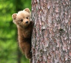 a brown bear cub climbing up the side of a tree to look out from behind it